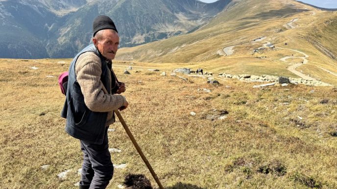 cioban, Gelu Rusu, turmă de oi, drumul Transalpina, poveste, sfat pentru tinerii, tradiție, obiceiuri, 2500 oi