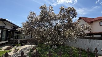 Câmpina, strada Vasile Alecsandri, nr 7, magnolie, cea mai bătrână magnolie, România, poze cu magnolie