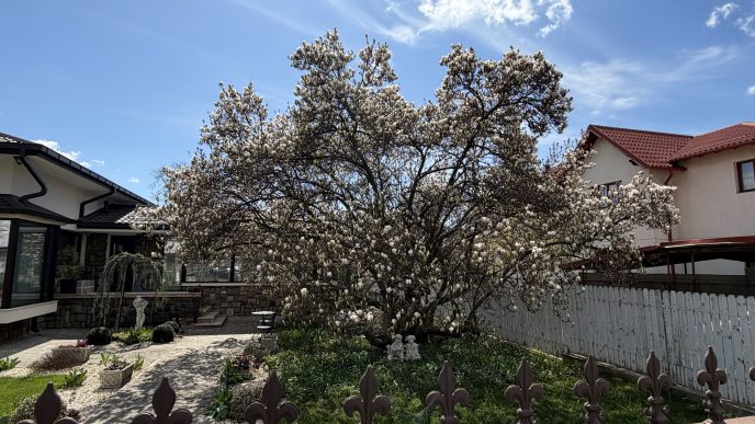 Câmpina, strada Vasile Alecsandri, nr 7, magnolie, cea mai bătrână magnolie, România, poze cu magnolie