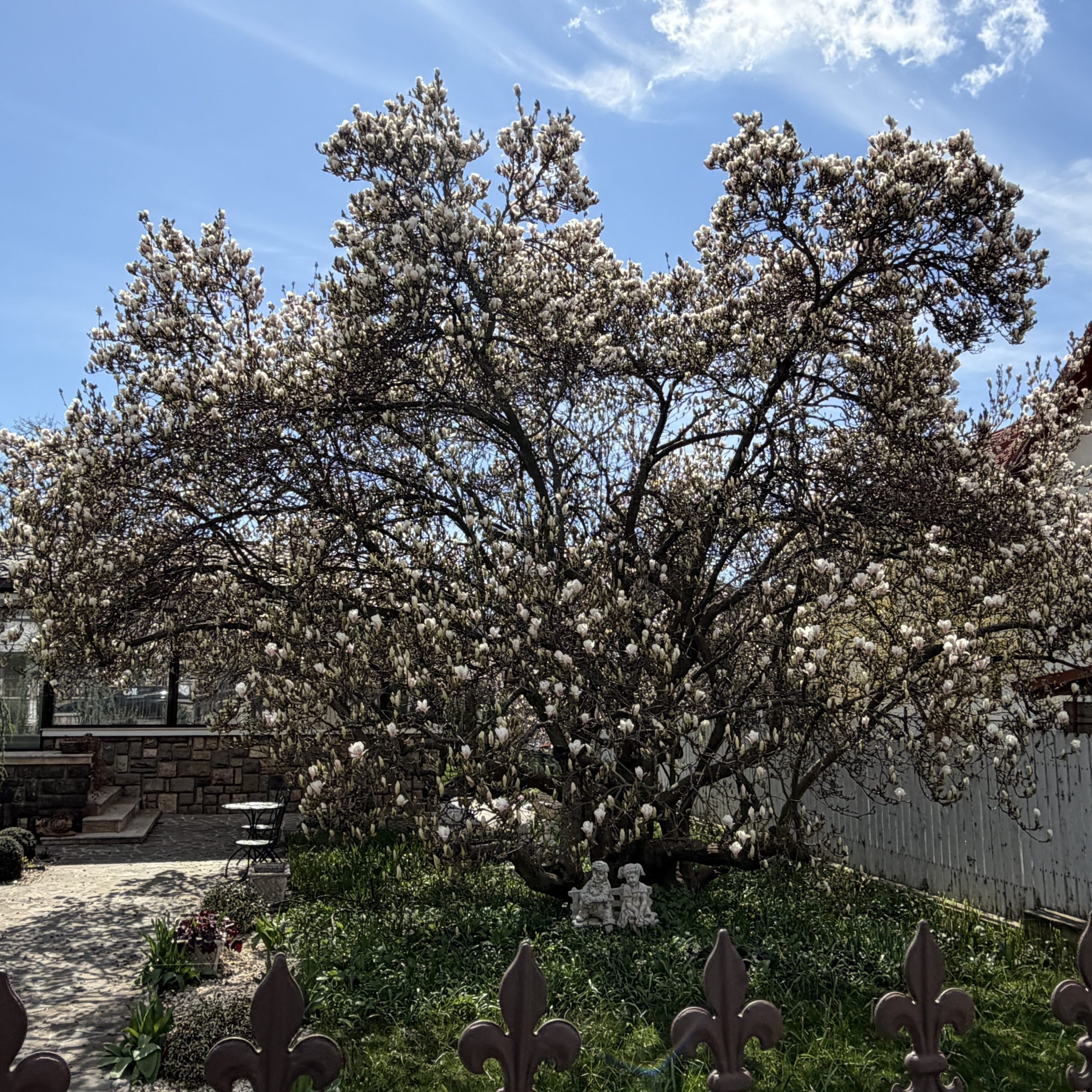 Câmpina, strada Vasile Alecsandri, nr 7, magnolie, cea mai bătrână magnolie, România, poze cu magnolie